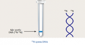 15N içeren DNA