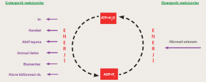 ATP döngüsü