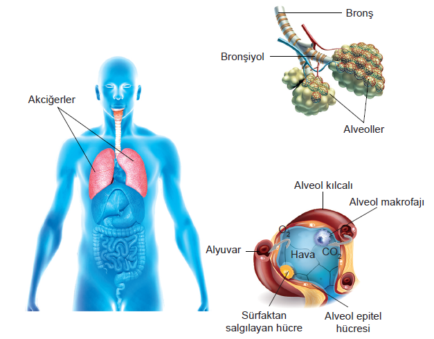 Alveol yapısı