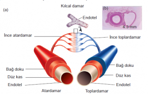 Atardamar, kılcal damar, toplardamar yapısı (a) ve mikroskobik görüntüleri (b)
