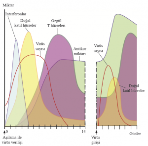Aşılama İle Bağışıklama Grafiği