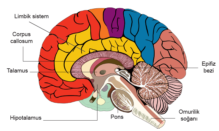 Beyin lopları ve bölgeleri