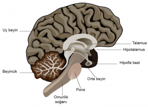 Beynin dikey kesiti (Ön, orta ve arka beyin bölümleri)