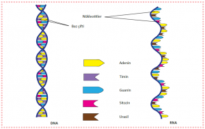 DNA ve RNA’nın zincir yapıları