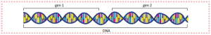 DNA üzerindeki genler