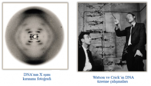 DNA’nın X ışını kırınımı fotoğrafı - Watson ve Crick’in DNA üzerine çalışmaları