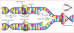 DNA’nın replikasyonu