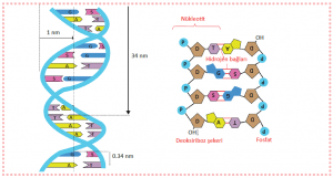 DNA’nın çift iplikli yapısı