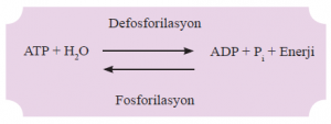 Defosforilasyon