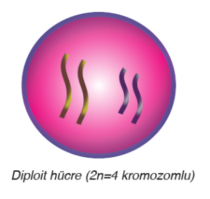 Diploit hücre (2n=4 kromozomlu)