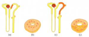 Distal tüpün ilk kısmı(a) ve hücre yapısı (b); son kısmı (c) ve hücre yapısı (ç)