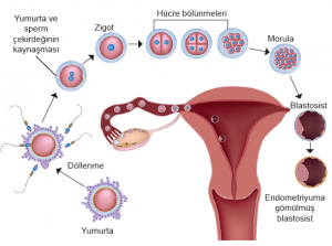 Dişi üreme sisteminde insan embriyosunun gelişimi