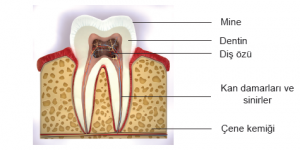 Dişin yapısında bulunan kısımlar