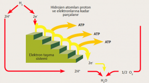 ETS ile ATP’nin elde edilmesi