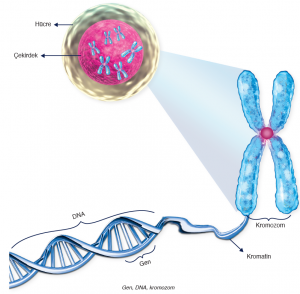 Gen, DNA, kromozom