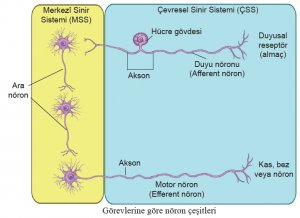 Görevlerine göre nöron çeşitleri