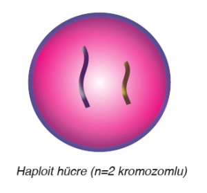 Haploit hücre (n=2 kromozomlu)
