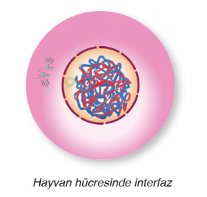 Hayvan hücresinde interfaz