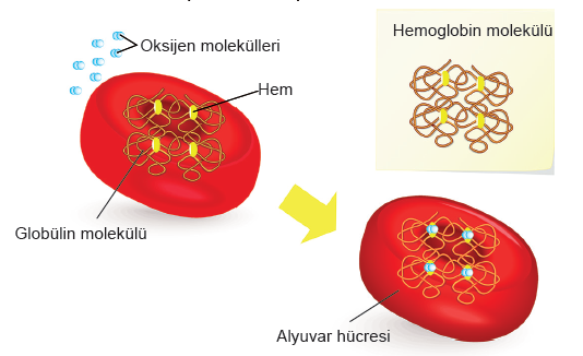 Hemoglobin yapısı ve hemoglobine oksijen bağlanması