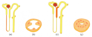 Henle kulpunun inen kolunun ince kısmı(a) ve hücre yapısı (b); çıkan kolun kalın kısmı (c) ve hücre yapısı (ç)
