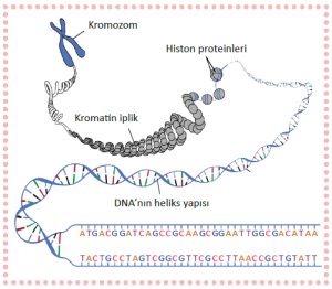 Histon proteinlerine sarılı DNA