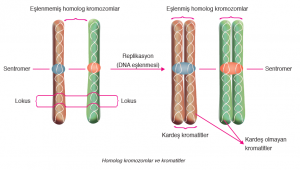 Homolog kromozomlar ve kromatitler