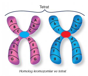 Homolog kromozomlar ve tetrat