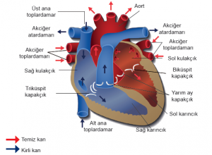 Kalbin yapısı