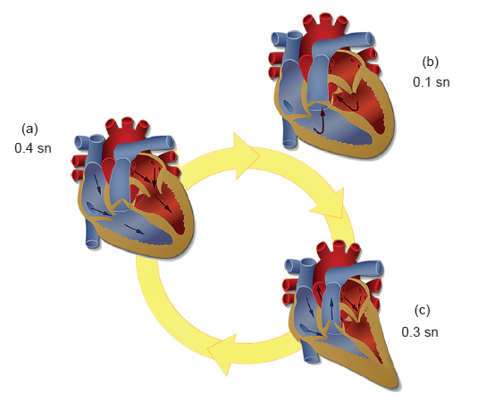 diyastol sistol kalp döngüsü