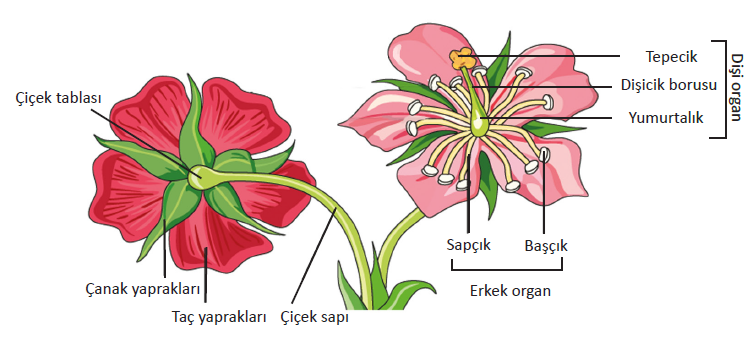 Kapalı tohumlu bitkilerde çiçeğin yapısı