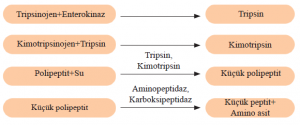 Karboksipeptidaz