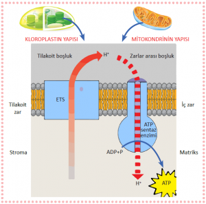Kloroplast ve mitokondride kemiosmotik görüş ile ATP sentezi