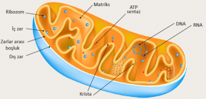 Mitokondrinin yapısı