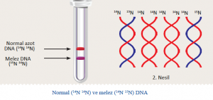 Normal (14N 14N) ve melez (14N 15N) DNA