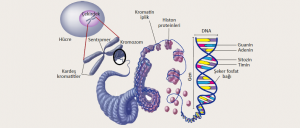 Nükleotitten kromozoma