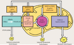 Oksijenli solunum Glikoliz, pirüvik asitin asetil-CoA’ya dönüşümü, Krebs döngüsü ve ETS
