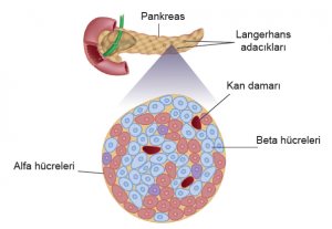 Pankreasın langerhans adacıklarında bulunan alfa ve beta hücreleri
