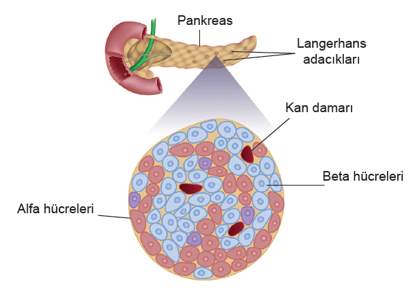 Pankreasın langerhans adacıklarında bulunan alfa ve beta hücreleri