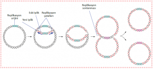Prokaryotlarda DNA’nın replikasyonu