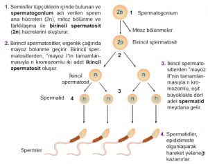 Spermatogenez (Sperm hücresi oluşumu)
