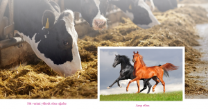 Süt verimi yüksek olan sığırlar - Arap atları