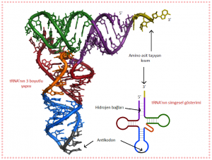 Taşıyıcı RNA (tRNA)