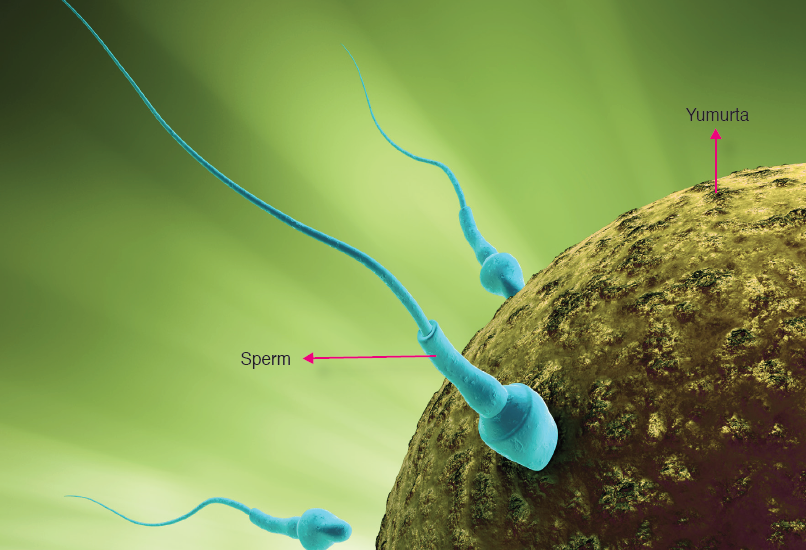 Yumurta hücresi ve sperm hücreleri