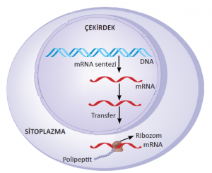 mRNA’nın oluşumu ve aktifleşmesi