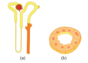 İdrar toplama kanalının nefrondaki yeri (a) ve hücreleri (b)