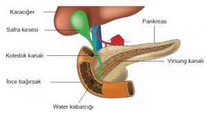 İnce bağırsağın, karaciğer ve pankreas bağlantıları