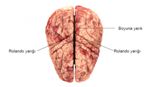 İnsan beyninin üstten görünüşü