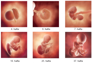 İnsan embriyosunun haftalara göre gelişim görüntüleri