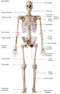 İnsan iskeletini oluşturan kemikler