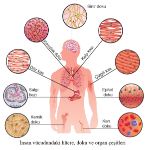 İnsan vücudundaki hücre, doku ve organ çeşitleri